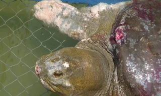 Công bố kết quả phân tích ADN rùa Hồ Gươm