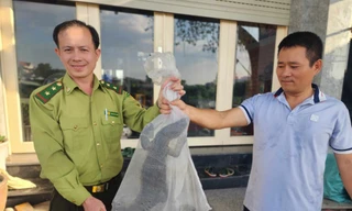 Người dân phát hiện kỳ đà hoa quý hiếm nặng 3,5kg ở bờ kênh Tham Lương 