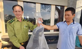 Người dân phát hiện kỳ đà hoa quý hiếm nặng 3,5kg ở bờ kênh Tham Lương 