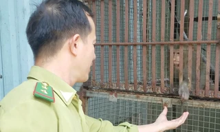 Khỉ đuôi dài sổng chuồng cắn người ở chùa bị thương