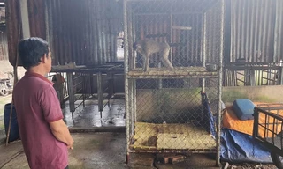 Bàn giao khỉ đuôi lợn quý hiếm cho kiểm lâm TPHCM