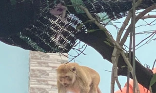 Khỉ đuôi dài quý hiếm thường xuyên 'đại náo' khu dân cư ở TPHCM 