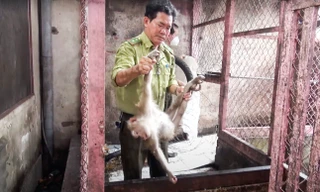Bàn giao 5 con khỉ quý hiếm cho kiểm lâm TPHCM