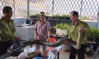 Người dân bàn giao nhiều trăn đất quý hiếm cho Kiểm lâm TPHCM