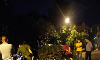 Cây xanh bật gốc đè chết người trong mưa dông