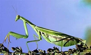 Thuốc từ tổ bọ ngựa chữa xuất huyết dạ dày