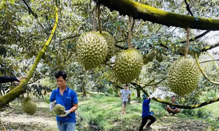 Nếu vi phạm nhiều lần, sầu riêng sẽ bị Trung Quốc 'tuýt còi'