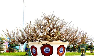 Lão nông 'hét' giá 1 tỷ mới bán cây mai thế độc hơn 30 tuổi