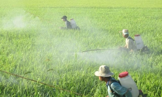 Trước khi phun thuốc trừ sâu, nông dân phải tự hỏi: Có nhất thiết dùng không