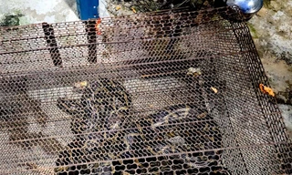 Phát hiện trăn dài 3 mét trong bụi cây ven kênh