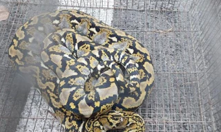 Phát hiện trăn gấm dài 2 mét bò vào sảnh trường học ở TPHCM 