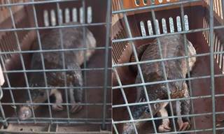 Đi tập thể dục, hai kỹ sư nhặt được tê tê Java quý hiếm nặng 4kg