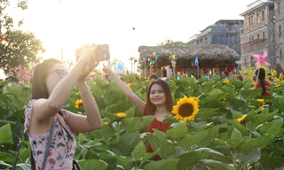 Vườn hướng dương 12.000m2 tại TPHCM thu hút giới trẻ 