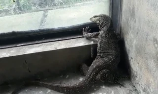 TPHCM: Người dân phát hiện kỳ đà vân quý hiếm ‘đi lạc’ vào nhà 