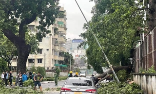 Mưa giông, cây gãy đổ đè ô tô ở TPHCM