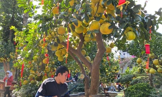 Bưởi Diễn giá hàng chục triệu đồng ‘đổ bộ’ TPHCM đón Tết