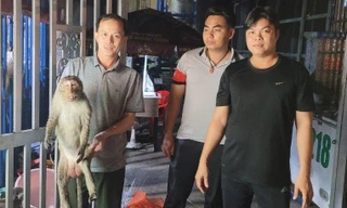 Sau tiếng nổ lớn, phát hiện khỉ quý hiếm bất tỉnh vắt người trên trụ điện 