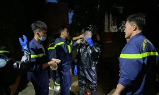 Hãi hùng với tổ ong vò vẽ dài 1 mét ở trung tâm TPHCM