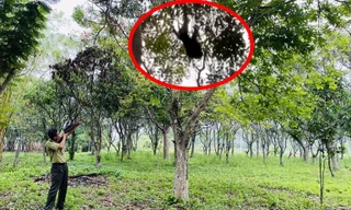 TPHCM: Khỉ đuôi lợn nặng 9kg bất ngờ tấn công phụ nữ, trẻ em