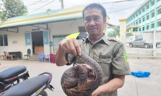 Tuần tra trong hẻm, bảo vệ dân phố phát hiện Tê tê Java quý hiếm