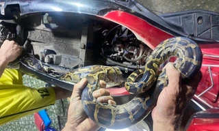 Trăn đất dài gần 2 mét nằm cuộn tròn cốp xe máy