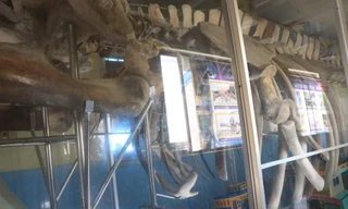 Đến lăng ông Thủy Tướng ngắm bộ xương cá voi 'khủng' dài 12 mét