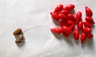 Đuổi việc y tá phát nhầm vitamin A bằng hạt đậu