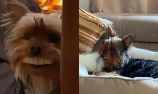 Chó đeo răng giả của chủ