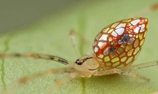 Loài nhện có thân hình trong suốt