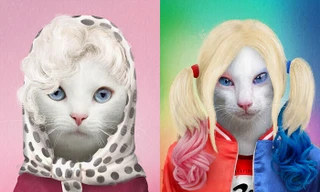 Màn cosplay thú cưng