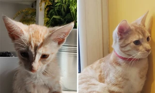 Bộ ảnh này sẽ cho bạn thấy tình yêu thương có sức mạnh vô cùng diệu kỳ