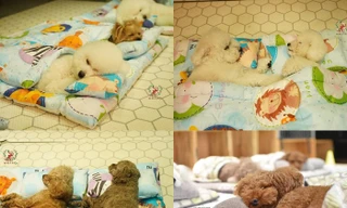 Nhà trẻ sang chảnh dành riêng cho chó