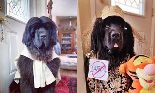 Chó thành người mẫu