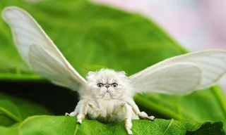 Những ảnh ghép hài hước về động vật