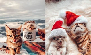 Cặp đôi nhím và mèo