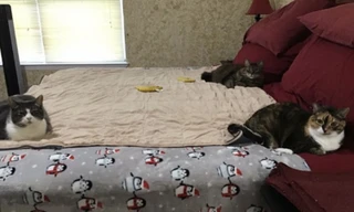 Khi “đại boss” cùng hưởng ứng lời kêu gọi “ở nhà mùa dịch“