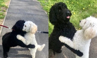 Tan chảy cả trái tim: Hai chị em cún xinh ôm chầm lấy nhau sau nhiều tháng xa cách