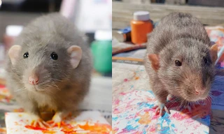 Những họa sĩ chuột nổi tiếng