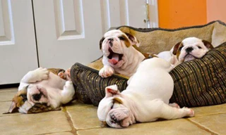 Biểu cảm siêu đáng yêu của đại boss