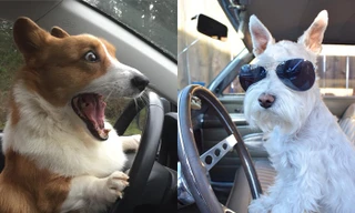 Khi đại boss lái xe