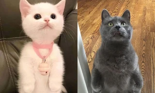 Mèo đứng bằng hai chân