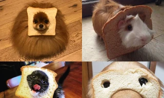 Boss làm đẹp với bánh mì