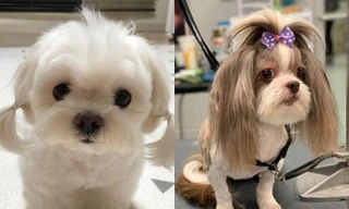 Làm đẹp cho boss