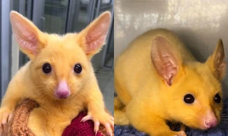 Pikachu là có thật