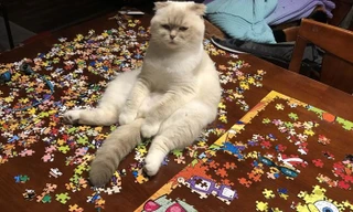 Kẻ thù của mèo 