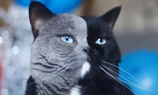 Chú mèo hai mặt Narnia