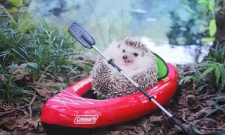 chú nhím Azuki nổi tiếng mạng xã hội