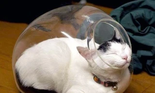 Tư thế ngủ của boss