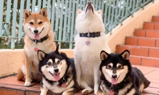 Khi boss bị ép chụp ảnh