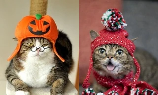 Những chú mèo nổi tiếng thế giới